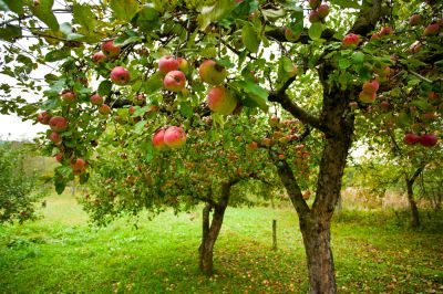 Promote Healthy New Growth or Fruit Production