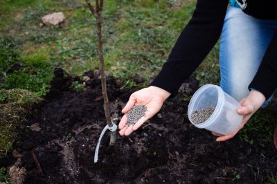 Fertilize Trees to Ensure Their Health!