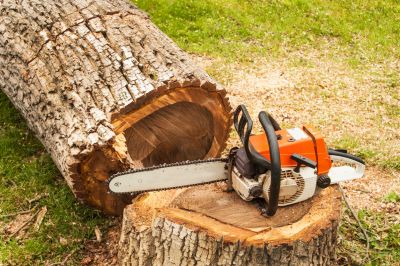 Enhance Safety with Tree Removal!