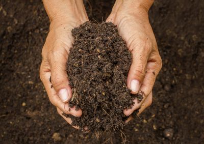 Tree Fertilizing Services