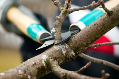 Tree Pruning Services