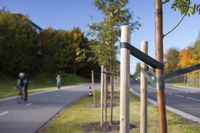 Tree Staking Services