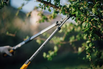 Tree Trimming Services