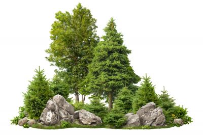 Ensure the Safety of Your Property with Tree Care Service!