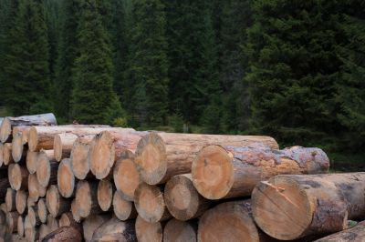 Capitalize on Timber