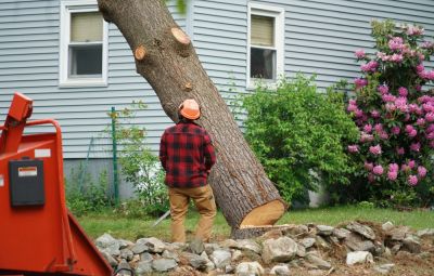 Remove Dead and Diseased Trees!