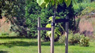 Support The Long Term Growth of Your Tree