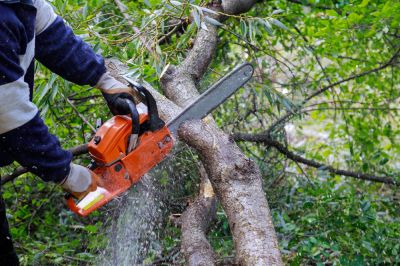 Remove Dead or Diseased Tree Branches!