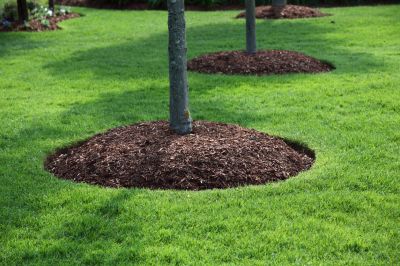 Plant and Remove Trees!