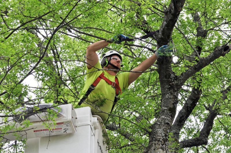 Arborist