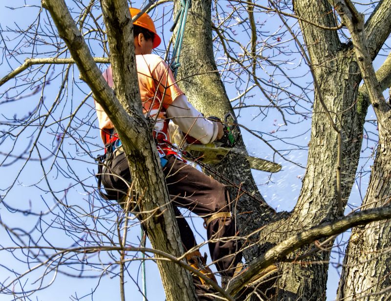 Arborist Pruning