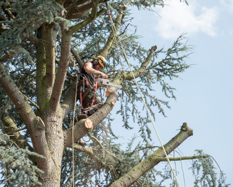 Arborist detail