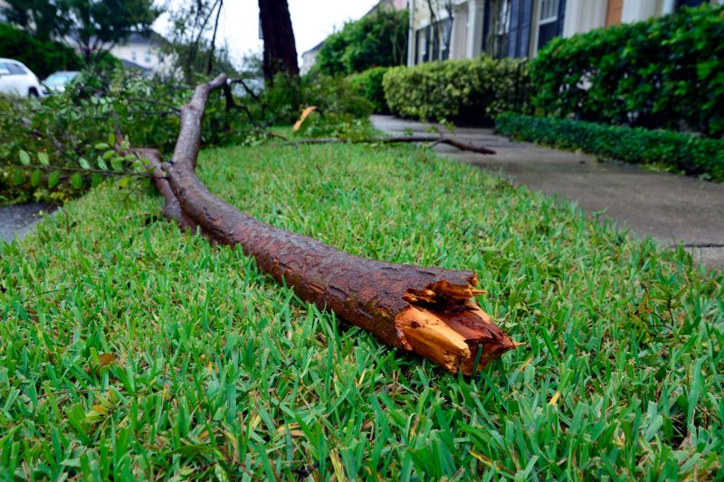 Promotes healthy tree growth.