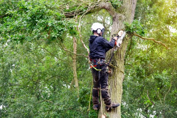 Arborist Pruning Service
