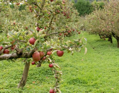Get Damaged, Diseased, or Overgrown Trees Professionally Removed