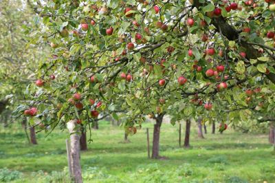Ensured Top Quality Results By Getting Professional Apple Tree Removal