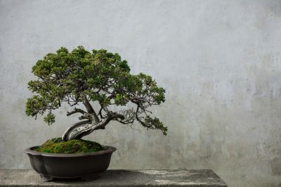 Add Aesthetic Value To Any Space!