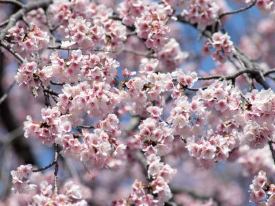 Improve Blooms and Overall Health of Your Cherry Blossoms!