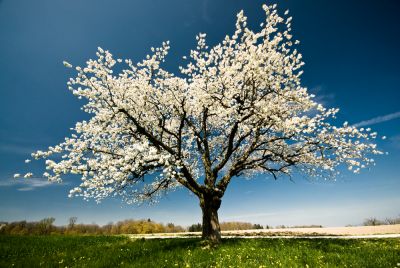 Improve The Look of Your Cherry Blossom Tree!