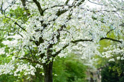Give Your Tree The Professional Service It Deserves!