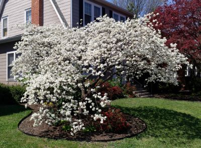 Maintain a Healthy Tree!