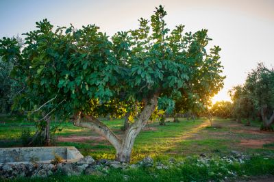 Fig Tree Planting - Fig Tree Planting Las Vegas, Nevada