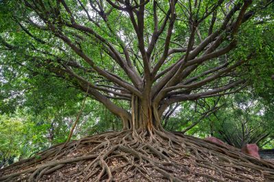 Deep Root Systems That Can Damage Plumbing, Foundations, or Other Structures