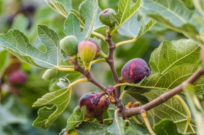 Drop Many Fruit Each Year That Can Attract Pests and Will Begin To Rot if Left Untouched