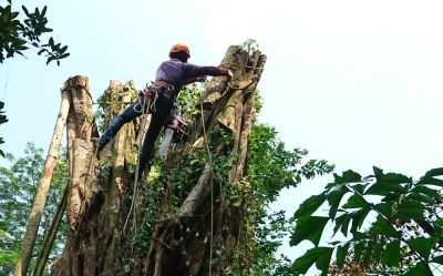 Get Your Fig Tree Safely Removed By a Professional!
