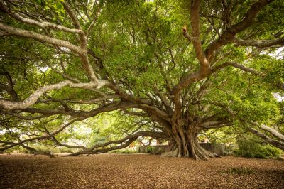Large Trees That Can Take Up Space and Also Attract Lightning