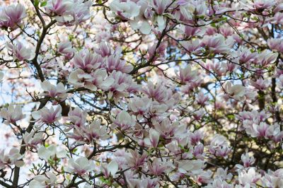 Give Your Magnolia Tree The Aesthetic Appearance You Desire!