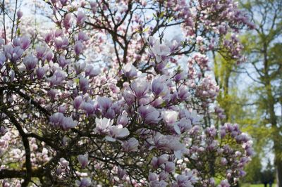 Remove Dead, Damaged, Diseased, or Overgrown Branches!