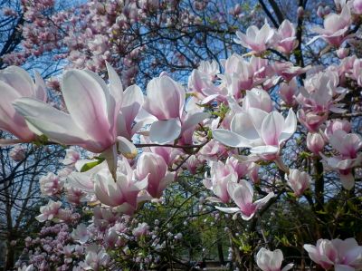 Restore Your Tree To Optimal Health and Apperanance!