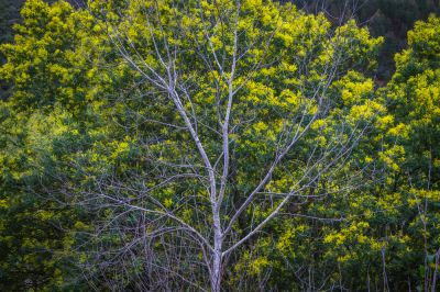 Get Dead, Diseased, or Damaged Trees Removed!