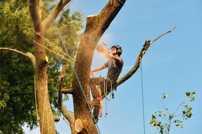 Get Professional Tree Removal To Prevent Property Damage!