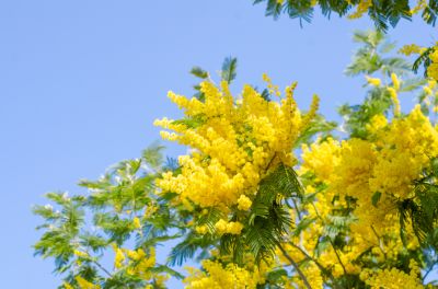 Prevent Falling Branches!