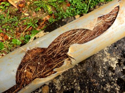 Prevent Root Damage!