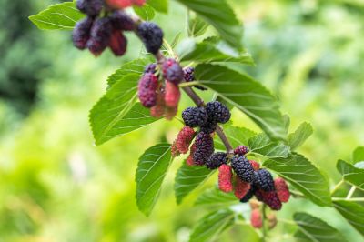 Avoid Overgrown or Falling Branches