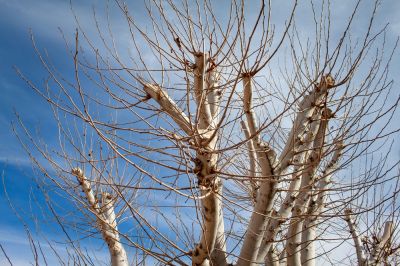 Get Dead or Diseased Trees Removed