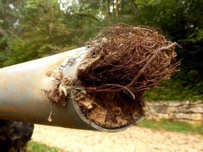 Prevent Root Damage