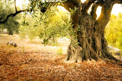 Avoid Having Rotting Fruit All Over Your Property!