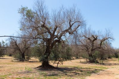 Get Dead or Diseased Trees Removed!