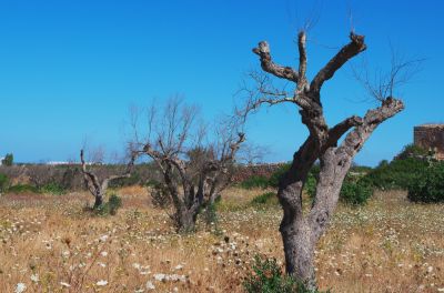 Remove Your Olive Tree if It's an Eyesore!