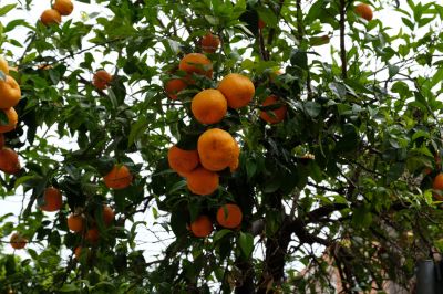 Improve The Aesthetic Appeal of Your trees
