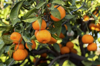 Increase Fruit Production