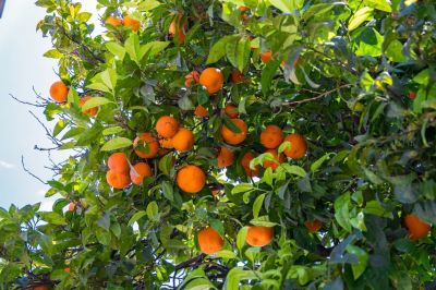 Promote Healthy New Growth