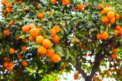 Remove Dead or Diseased Branches