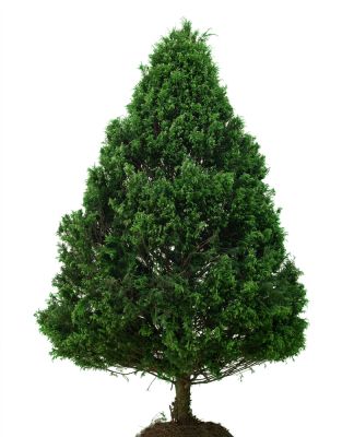 Enjoy The Aesthetic Look That Pine Trees Provide!