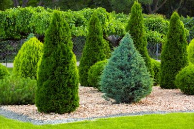 Promotes Tree Health!