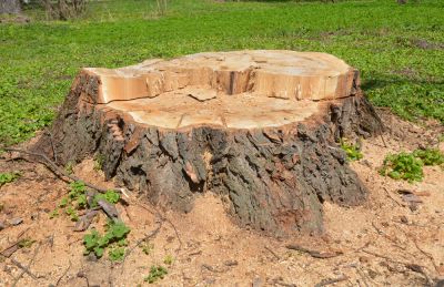 Get Professional Stump Removal Service!